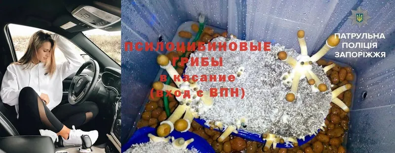 Галлюциногенные грибы Psilocybine cubensis  Подольск 